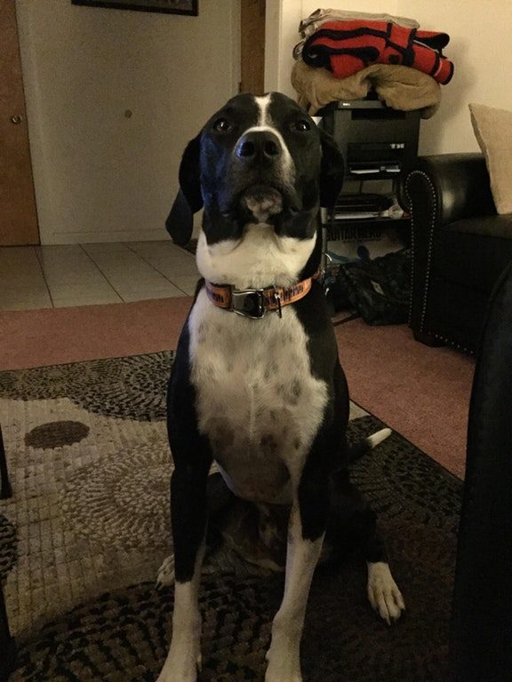 "Tonight this guy barked at me for thirty minutes to take him out despite just going. Turned out we had a gas leak in our apartment and he just wanted us to get out."