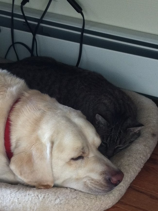 "This pretty lady chased off a bear for me and my cat tonight."