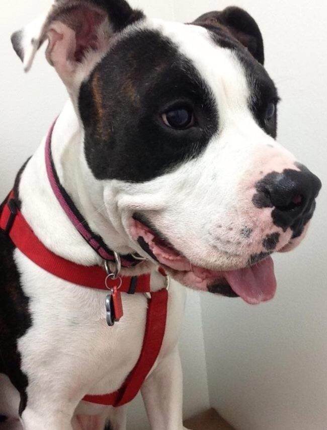 "Meet Zeppelin. He is a canine blood hero; he donates blood to save the lives of other dogs. So far, he's saved 9 dogs' lives. I couldn't be more proud of my dog."