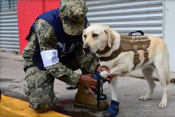 Frida the Labrador retriever helped locate victims of the 7.1-magnitude Mexico City earthquake. She's deployed by the Mexican navy as a search and rescue dog for natural disasters.