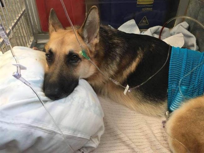 "Hero dog recovering from rattlesnake bites after saving girl and grandma."