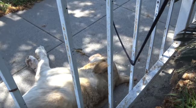 They first found her sleeping on the sidewalk and made their move to snag the unsuspecting pup. 