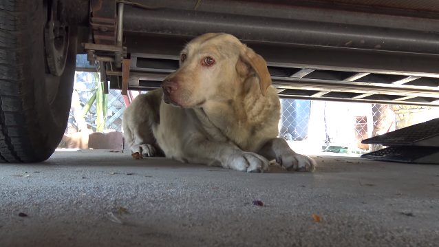 Finally, they managed to catch up to her where she was hiding underneath a trailer. She was clearly terrified, but she didn't have to be for much longer!