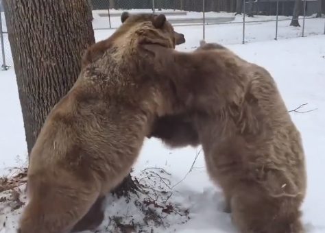 Still, their brawl is pretty intimidating to watch...