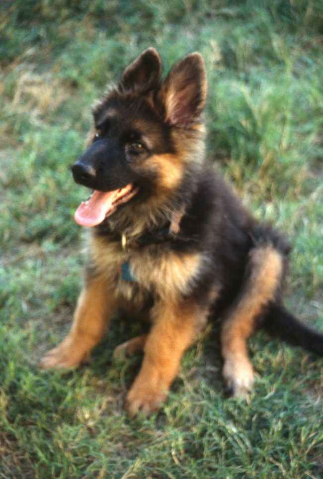 German Shepherds