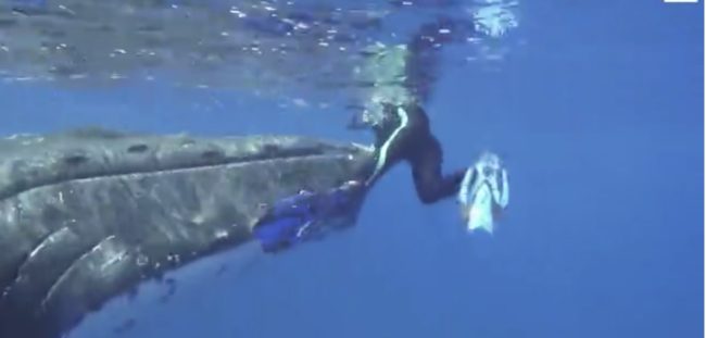 The whale can be seen using its head and mouth to try and push Hauser to the surface, while another nearby whale uses its tail to fend off the shark.