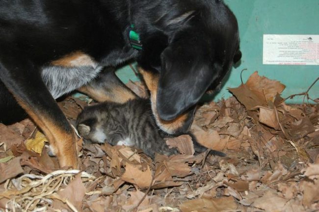 Ugh, my heart can't take all the love!