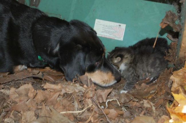 The doggo was very motherly toward them, immediately wanting to protect them.