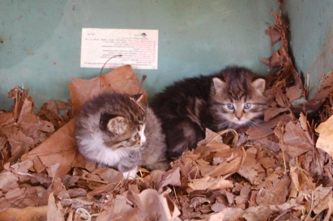 The men got a good look at the kitties and decided to rescue them from under the boat.