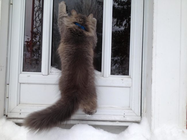 "Let me back in right this instant!"