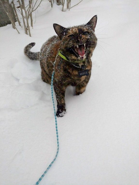 "I. AM. DONE."