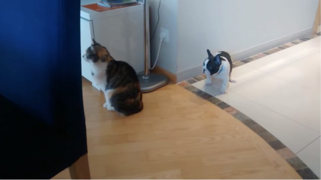 Just ask this cat that will absolutely not play with the tiny puppy you see behind it.