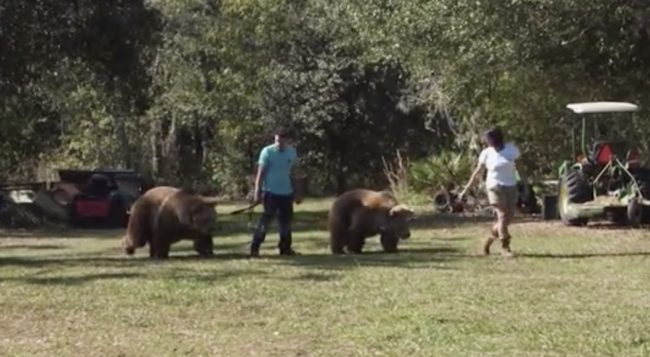 Monica and Johnny spend their days rolling around and playing with creatures more than five times their size.