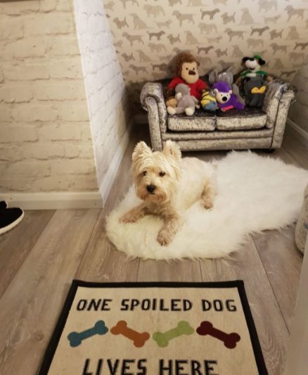 I'd say this girl is pretty pleased with her indoor dog house. As it turns out, she likes her new human sister, too!