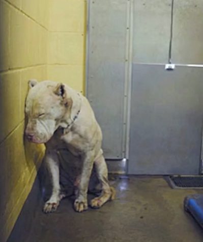 While visiting the shelter, Nikki Audet with the local rescue group The Mutt Scouts snapped this photo of Nico and shared it on Facebook. It soon caught the eye of another rescuer, Kelly Gibson, who went to meet him.