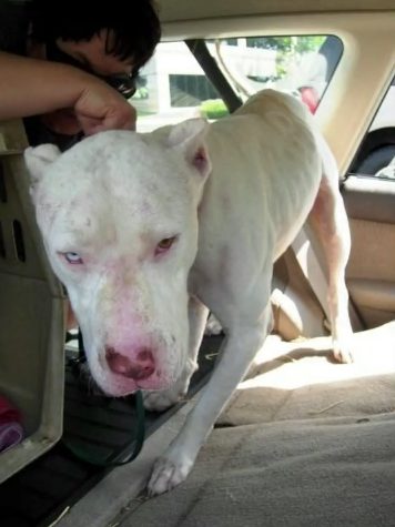 Thanks to an amazing fundraising effort, Gibson collected enough money to transport Nico to a shelter in Indiana.