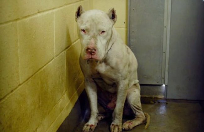 Nico was described by the shelter as a dangerous, aggressive dog prone to biting. Still, Gibson decided to pull him to be euthanized with dignity at a local vet's office. 