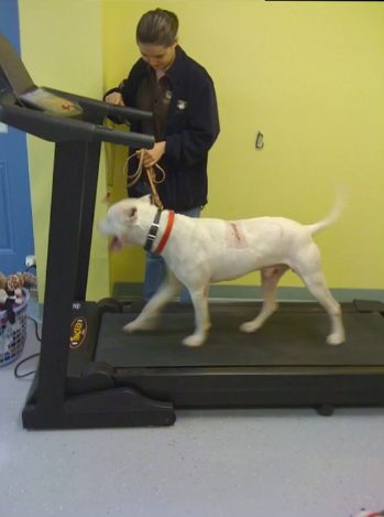 There he underwent training with his foster mom. Unfortunately, he also developed cancerous tumors, but they were able to be removed.