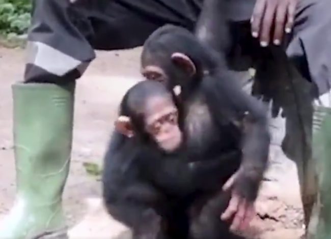 Much to their surprise, Farah went straight in for the hug. Just a little bit of kindness helped him love again.