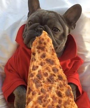 But after being awakened by the scent of the Italian dish, Bluenjy goes HAM on that pizza, eating it like a human would.