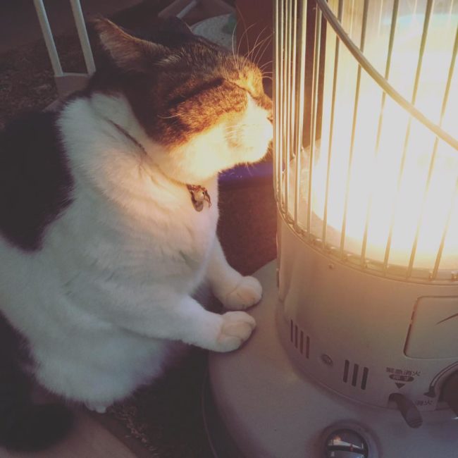 This kitten's love for the space heater is sealed with a kiss.