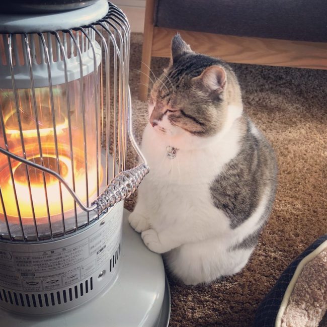 Busao the cat loves keeping warm with the help of a miniature space heater.