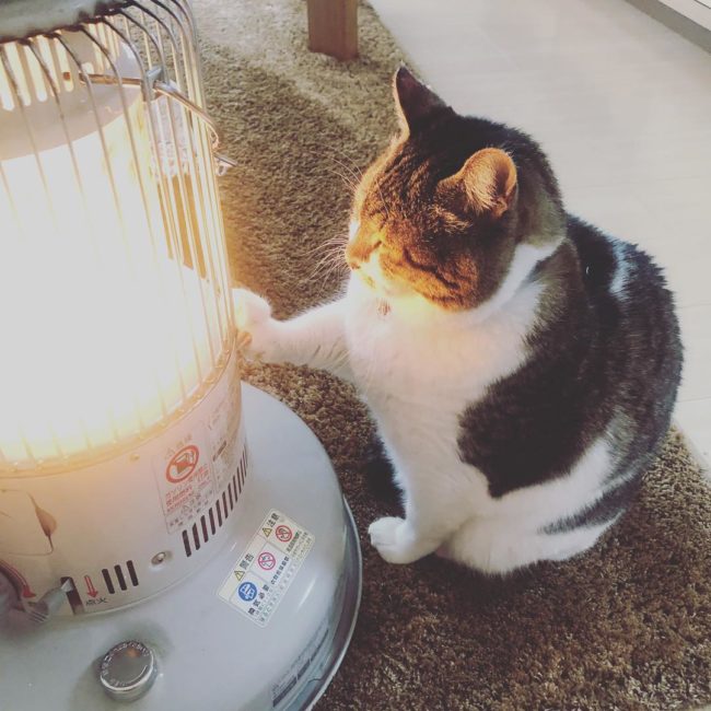 You might even say that Busao worships the heater like a demigod.