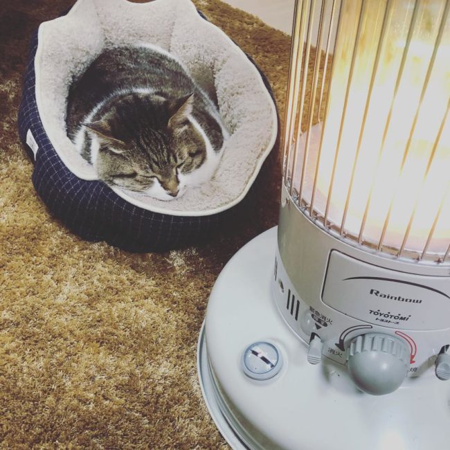 When bedtime rolls around, Busao makes his bed right next to his hot-headed friend.