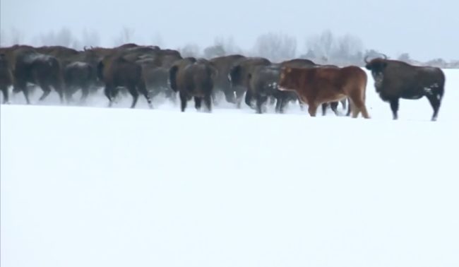 You know what they say about assumptions, though, because this heifer has "chosen freedom" and decided to stay with the bison, even at the outskirts of the group. She isn't fully integrated into the herd, well, because she's a cow. 