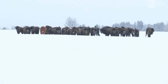Ornithologist Adam Zbyryt first spotted a chestnut brown Limousin cow, a breed popular in Poland. He and other observers assumed she would wander back to her pasture naturally. 