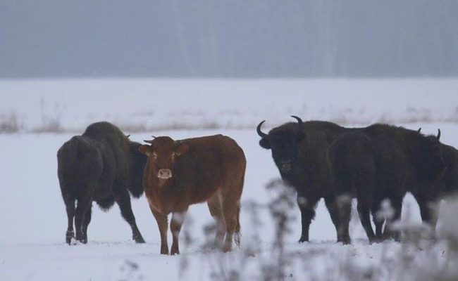 Recapturing the cow is necessary because breeding with the bison could be dangerous for her. "Another danger is that hybrid calves are large, and the cow could die giving birth," a biologist told TVN24.