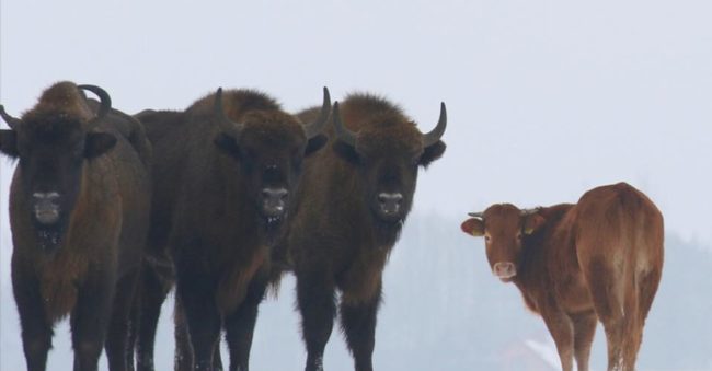 Also, because there are only 600 in the population of wild bison in Poland, contaminating the group with a hybrid could hurt the population's growth. Still, this free spirit got to live her best life this winter. 