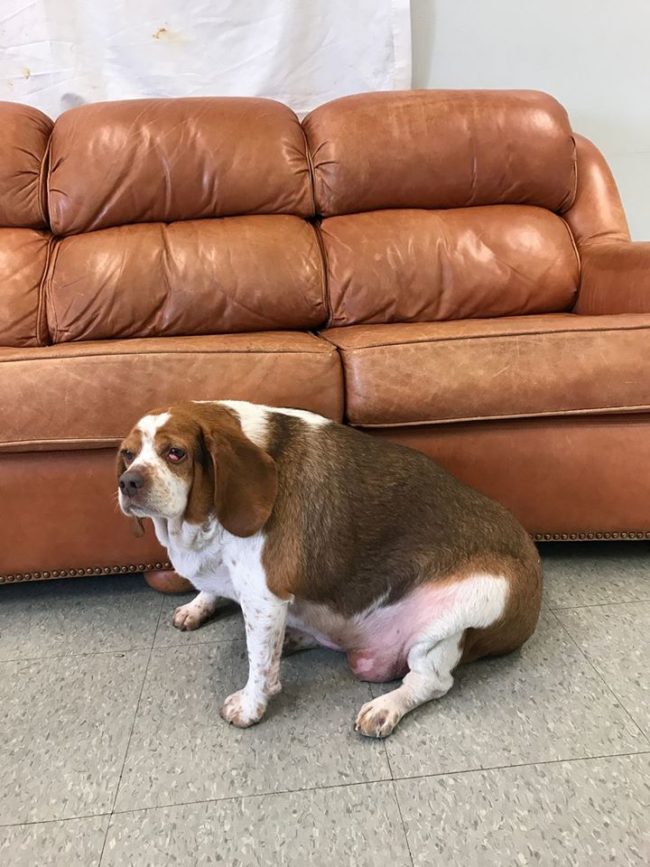 Honey was over three times the normal weight for a female beagle when in June 2017, she was surrendered to the SPCA of Niagara County in New York. She could barely move and had been sitting in her own urine and feces at home.