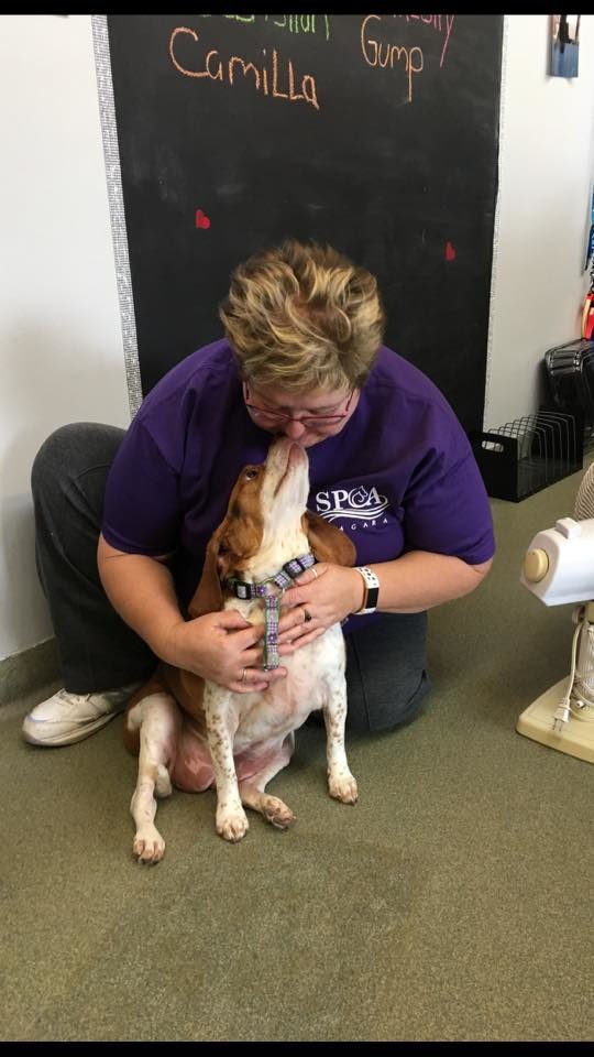 "I was amazed at how fast it happened," Sue Cable, an SPCA volunteer and foster dog mom, told NBC. "Once she was in a home and able to move around in that, she just went."