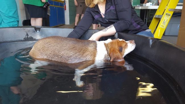 With how difficult it was for Honey to move around, shelter workers and volunteers put her through water therapy to make it easier to walk.