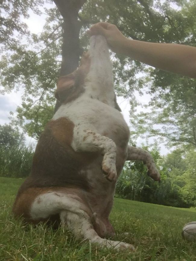 But thankfully, the shelter workers didn't agree. They immediately cleaned her up, got her started on a diet and exercise plan, and put her on medications for hypothyroidism. In the first week, she lost five pounds.