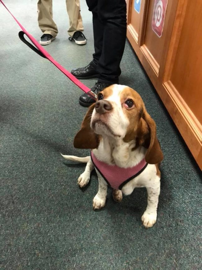 Now this sweet girl is just about ready for adoption! SPCA staff say they'd like her to lose about five more pounds, after which she'll begin her search for a forever home.