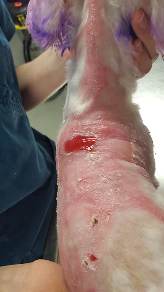 They'd been worried she might be left permanently blinded or that her fur would never grow back, but say they breathed a sigh of relief when her final bandages came off, revealing that she was healing nicely.