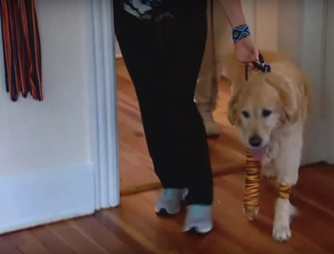 Figo was out walking with his legally blind owner Audrey Stone when he saw a bus coming and switched sides to protect her. The bus hit them both, and they sustained injuries, but both lived.