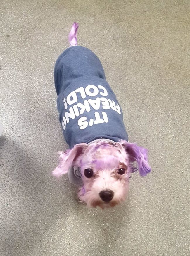 "She began to walk the halls, visiting each office requesting treats or hugs or gentle pats, always in the lead with our veterinarian in tow. It was clear – Violet was on the mend and she wanted everyone to know it," staff wrote.