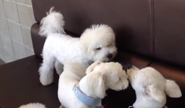 ...and all it took was his presence (and a little scolding) for the pair to knock it off.