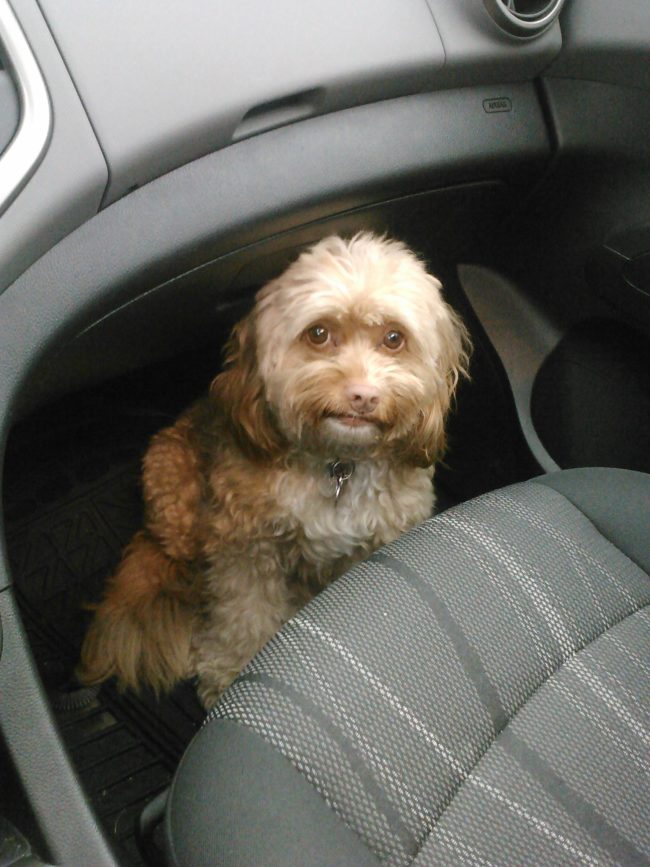 Those puppy dog eyes aren't going to get you out of this visit!