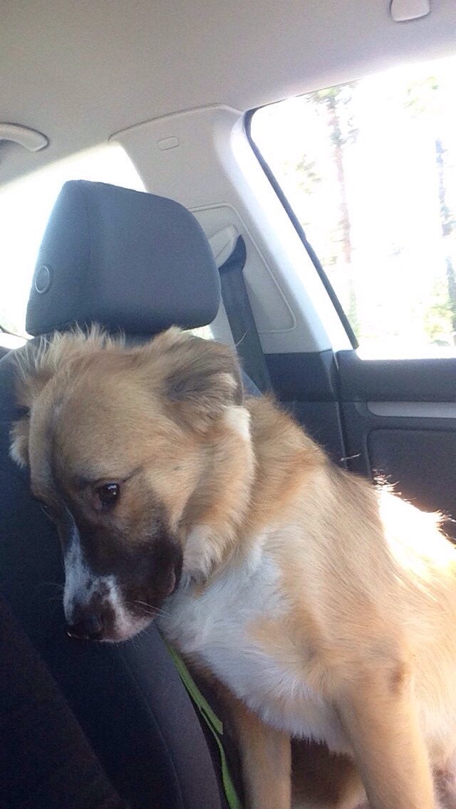 Even good boys have bad days.