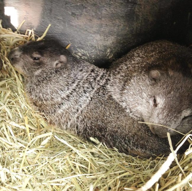 While Phil and his groundhog bride Phyllis spend most of their days in their own little zoo at the town library, on Groundhog Day, his Inner Circle members make sure everything about the big event goes off without a hitch.