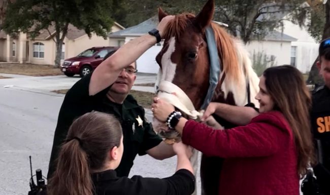Eventually the officer was able to calm the creature, and together with some handlers they locked the horse up once again.