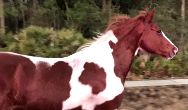 No such luck as the horse just kept trotting away.