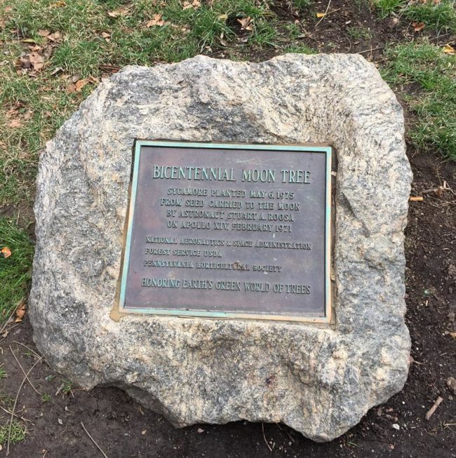 Unfortunately, the sycamore didn't survive very long and died in 2011.