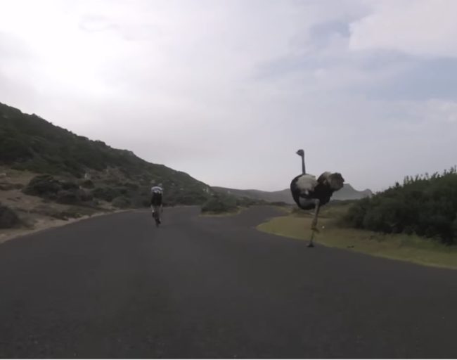 The massive bird chased after the men as they tried their best to outrun it, but their efforts appeared to be futile. Those things are FAST.