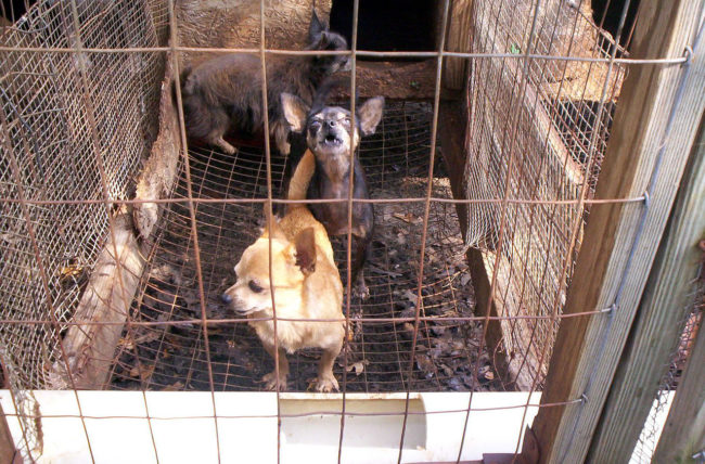 Organizations such as Dogs Trust believe these regulations are a great way to keep breeders and sellers on local authorities' radar, as opposed to a sole ban on third-party sales that may give rise to an illegal market.