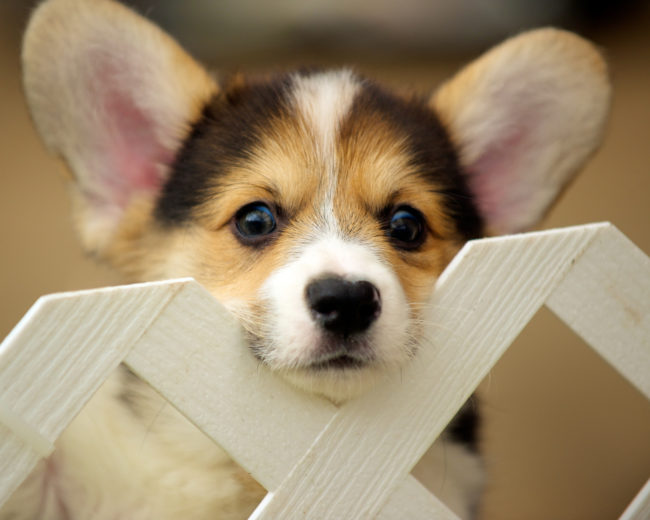 Additionally, people buying or adopting a dog would deal directly with a breeder or re-homing center. New owners would have to physically be there to make a purchase, and puppies must be shown alongside their mothers before any sale can be made.